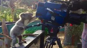 Koala Australie