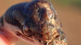 la-decouverte-etonnante-python-trois-yeux