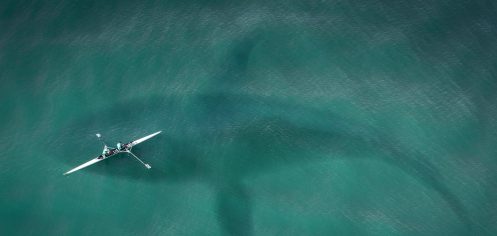 le-plus-grand-predateur-des-mers-filmes-a-seulement-quelques-metres-dun-bateau