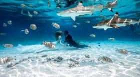 Mariage requins