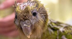 perroquet kakapo opération cerveau