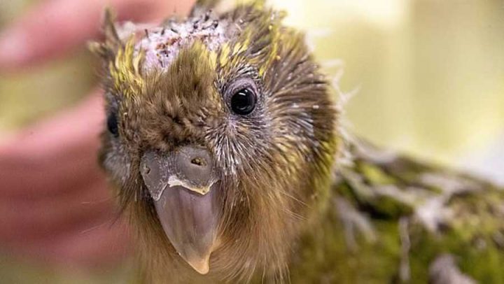 perroquet kakapo opération cerveau