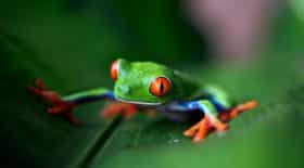 Grenouille