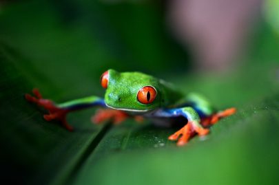 Grenouille