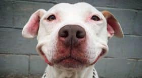 Pitbulls 2