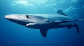 requin a peau bleue
