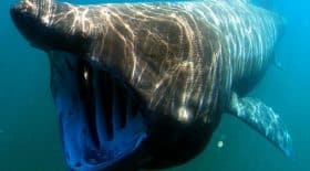 Un immense requin pèlerin aperçu près des côtes irlandaises