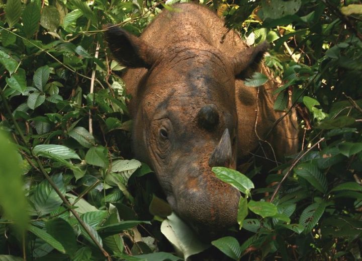 rhino sumatra