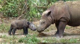 rhinocéros de sumatra