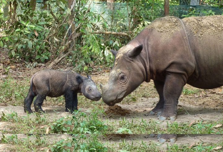 rhinocéros de sumatra