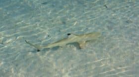 Un SDF sauve un bébé requin