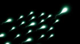 sperme