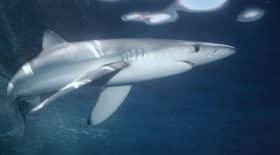 Vidéo du sauvetage d'un requin bleu