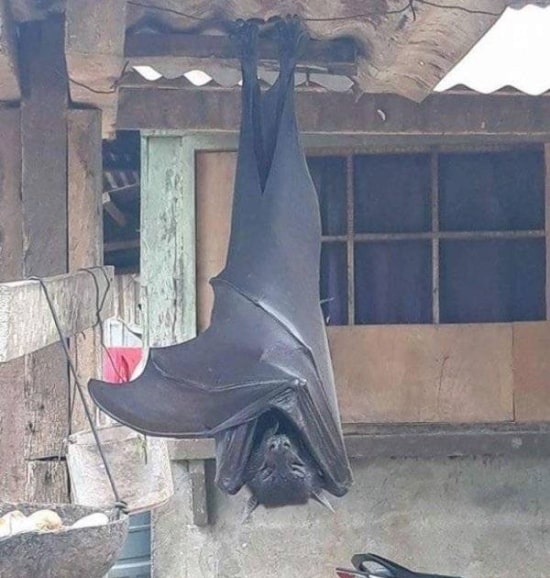 truc version géante