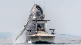 une-baleine-a-bosse-monstrueuse-surgit-devant-un-minuscule-bateau-de-peche