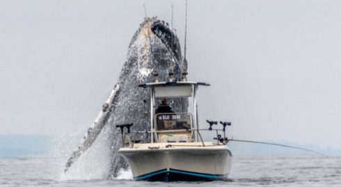 une-baleine-a-bosse-monstrueuse-surgit-devant-un-minuscule-bateau-de-peche