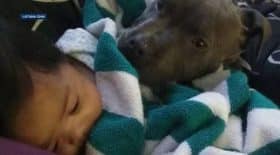 Un chien sauve la vie d'un bébé de 7 mois