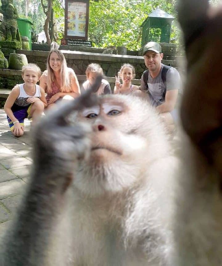a-bali-un-petit-singe-fait-un-doigt-dhonneur-magistral-sur-une-photo-famille