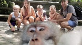 a-bali-un-petit-singe-fait-un-doigt-dhonneur-magistral-sur-une-photo-famille