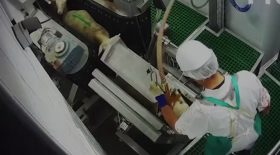 abattoir