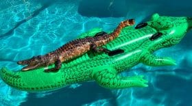 Alligator