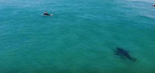 australie-un-grand-requin-blanc-sapproche-dangereusement-des-surfeurs-pour-attaquer