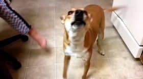 basenji