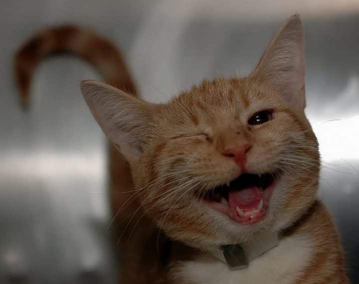 Chat clin d'oeil