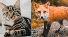 chat-renard