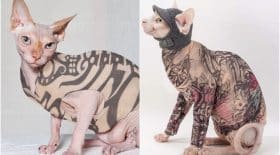 chat tatouage