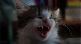 chats peur