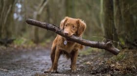 chien