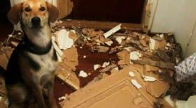chien
