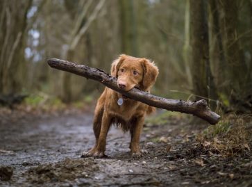 chien