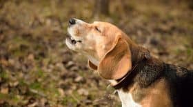 chien aboie