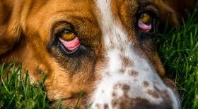 Friendly Eyes