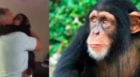 chimpanzé