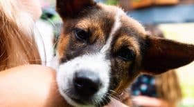 Chiots bali