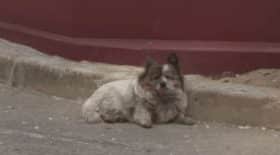dechirant-cette-chienne-a-ete-abandonnee-il-y-a-10-ans-mais-attend-toujours-son-maitre-au-meme-endroit