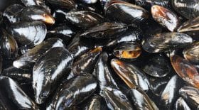 Des moules contaminées par la toxine PSP