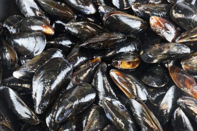 Des moules contaminées par la toxine PSP