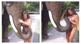 éléphant