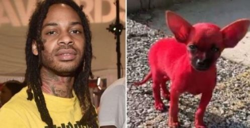 il-teint-son-chihuahua-en-rouge-et-provoque-un-veritable-scandale-sur-la-toile