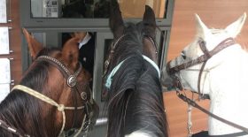 ils-vont-chercher-leur-mcdo-a-cheval