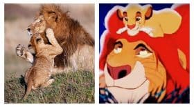 le roi lion
