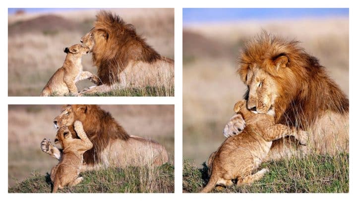 Le Roi Lion : les sosies parfaits de Mufasa et Simba ont été aperçus au  Kenya !