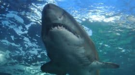 Une nouvelle attaque de requin en Caroline du nord