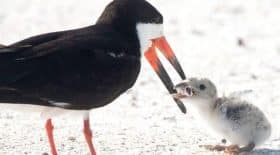 oiseau