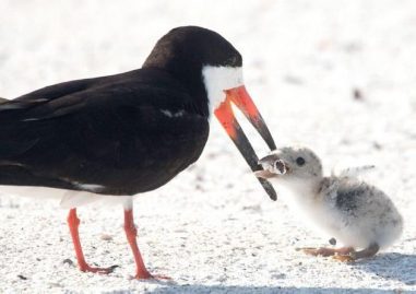 oiseau