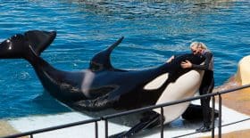 cétacés